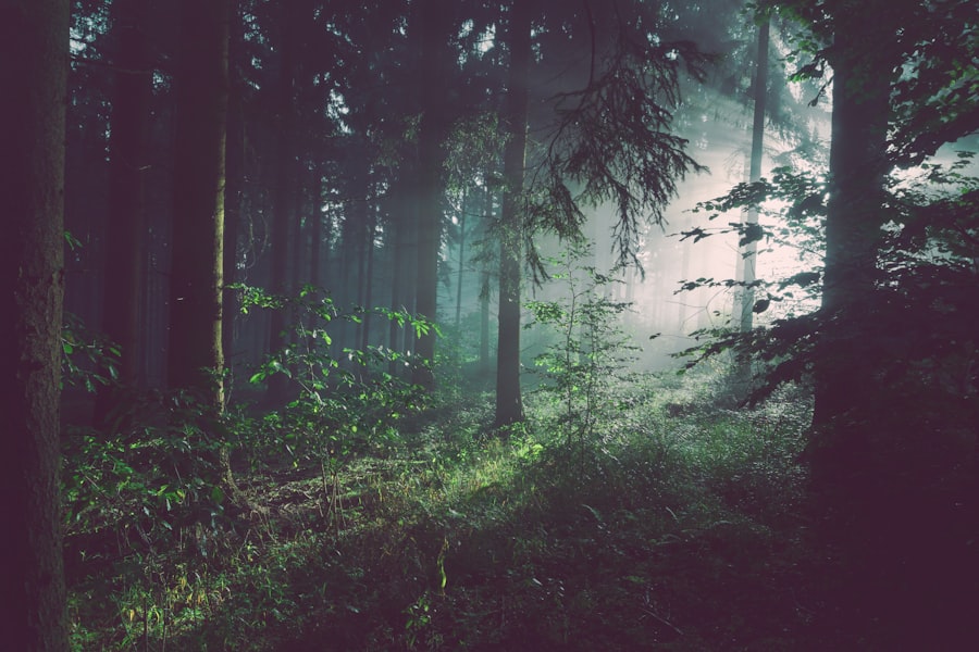 Forest track for everyday outdoor movement with Eliminatewhnecka